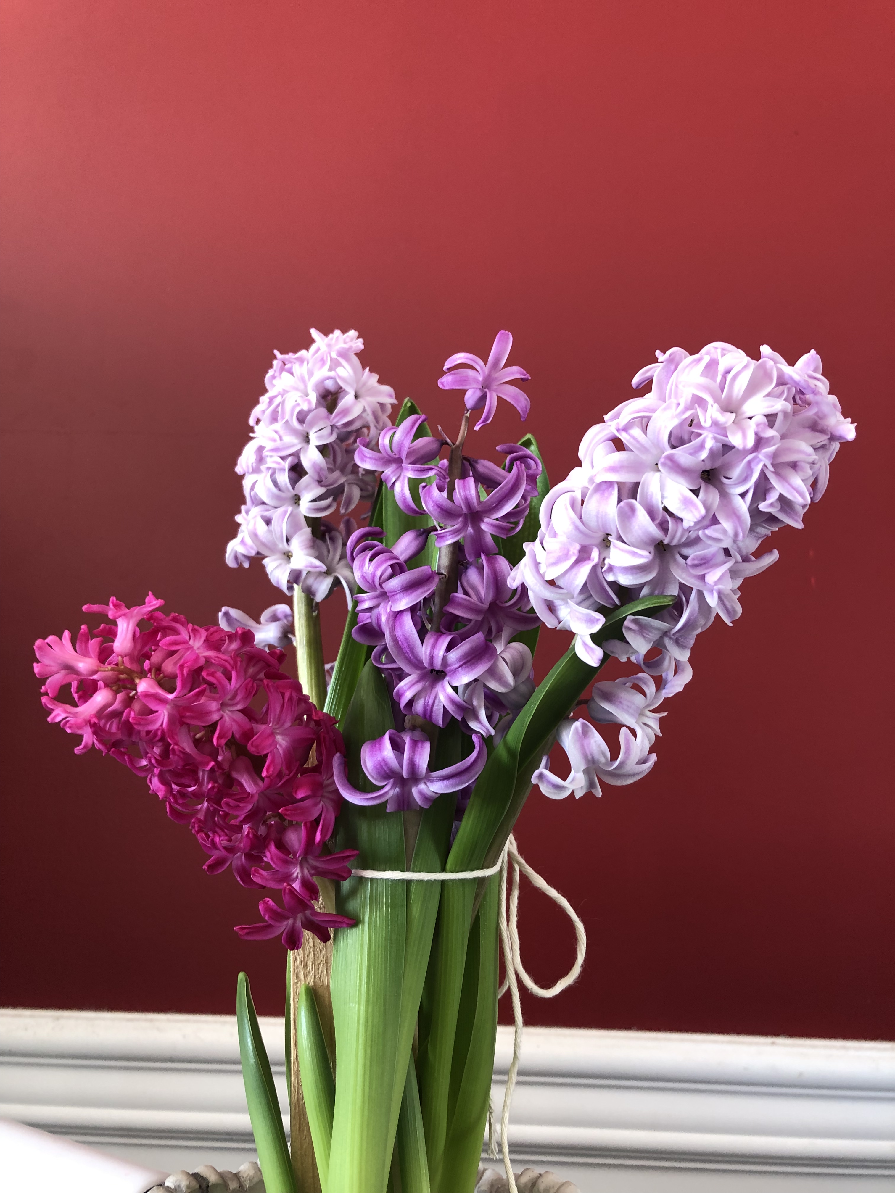 Forced Hyacinth Blossoms